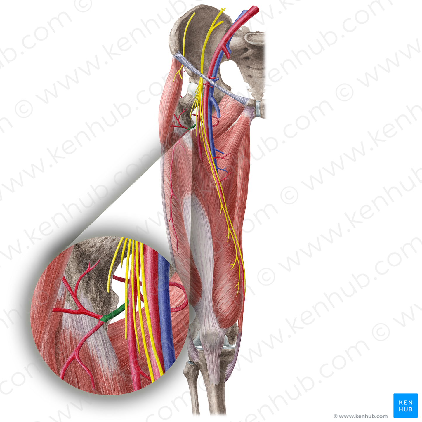 Lateral circumflex femoral artery (#19600)