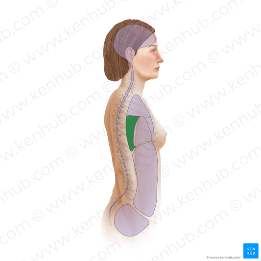 Posterior mediastinum (#19452)