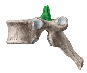 Superior articular process of vertebra (#8172)