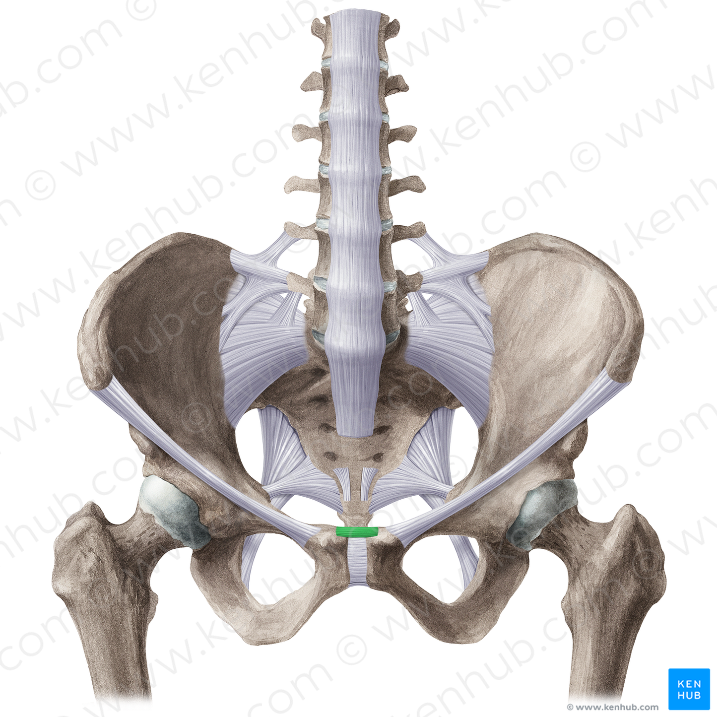 Superior pubic ligament (#21496)