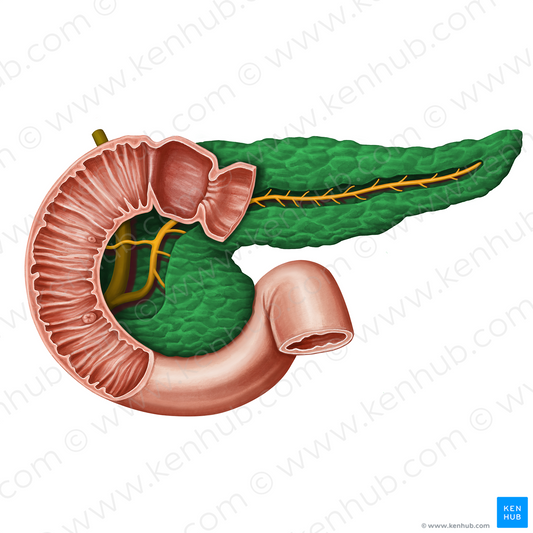 Pancreas (#13929)