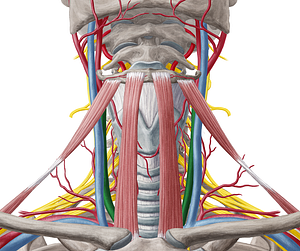 Common carotid artery (#927)