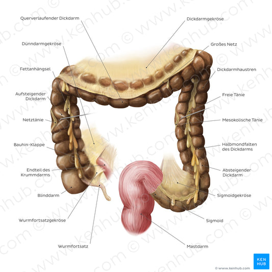 Large intestine (German)