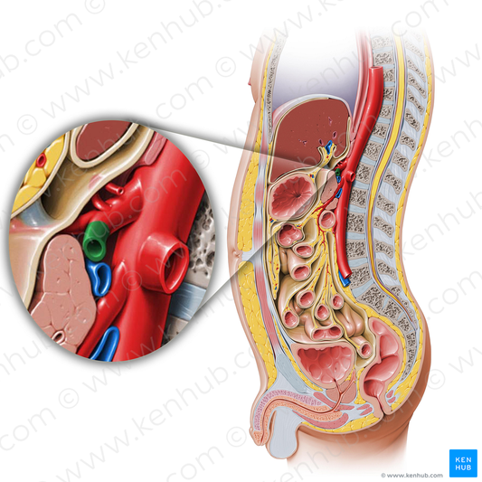 Splenic artery (#1799)