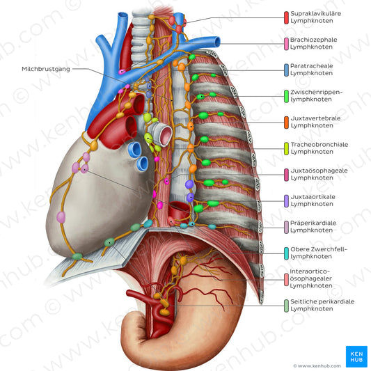 Lymphatics of the mediastinum (German)