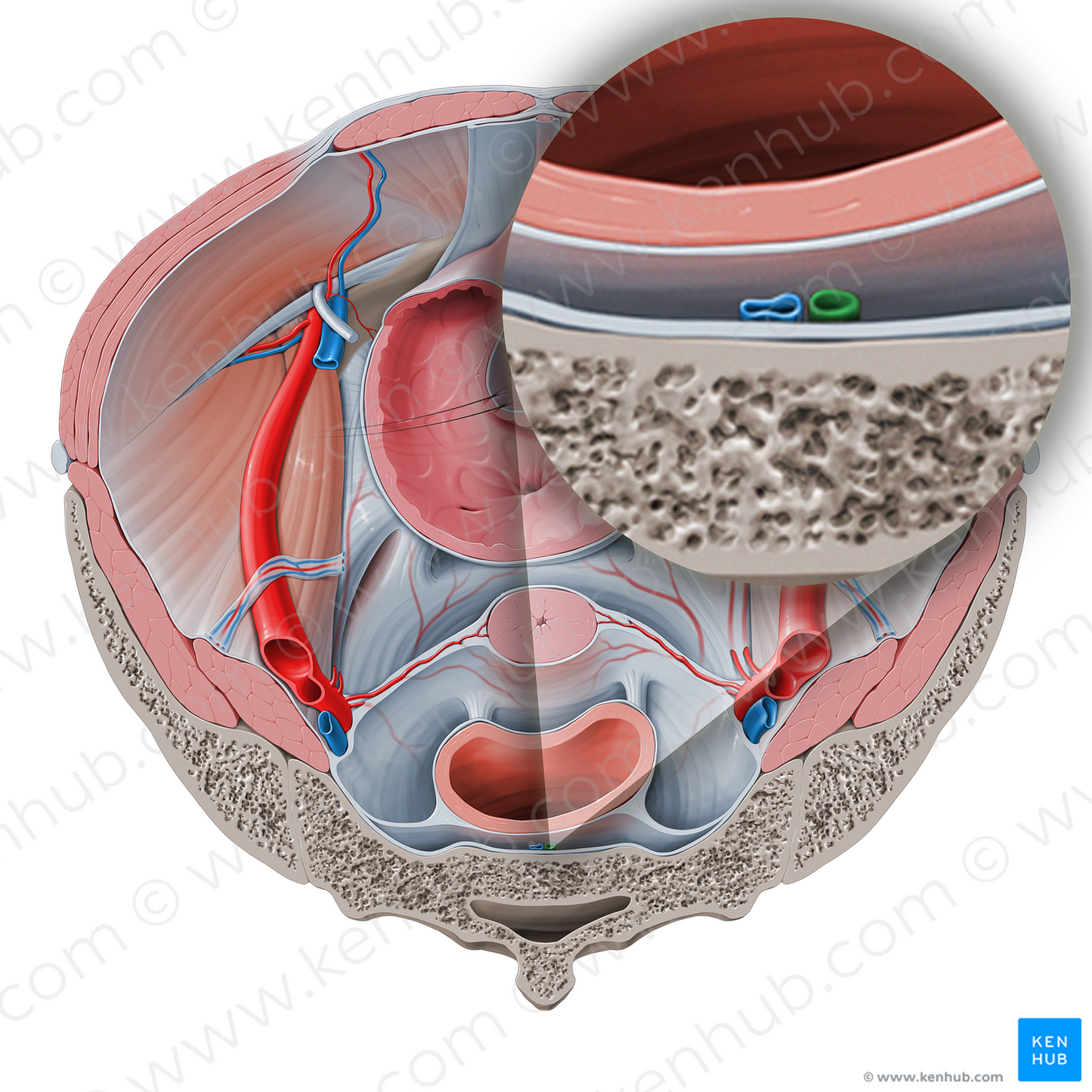 Median sacral artery (#1764)