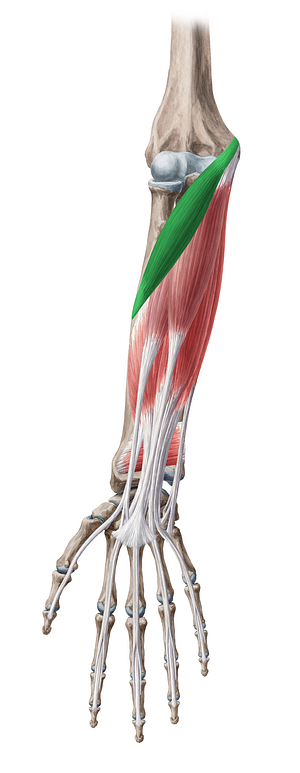 Pronator teres muscle (#5774)