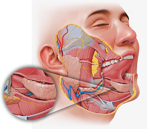 Sublingual artery (#1839)