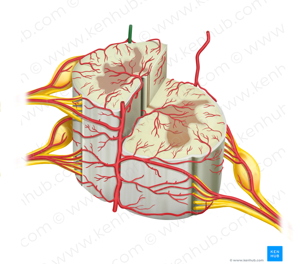 Right posterior spinal artery (#1782)