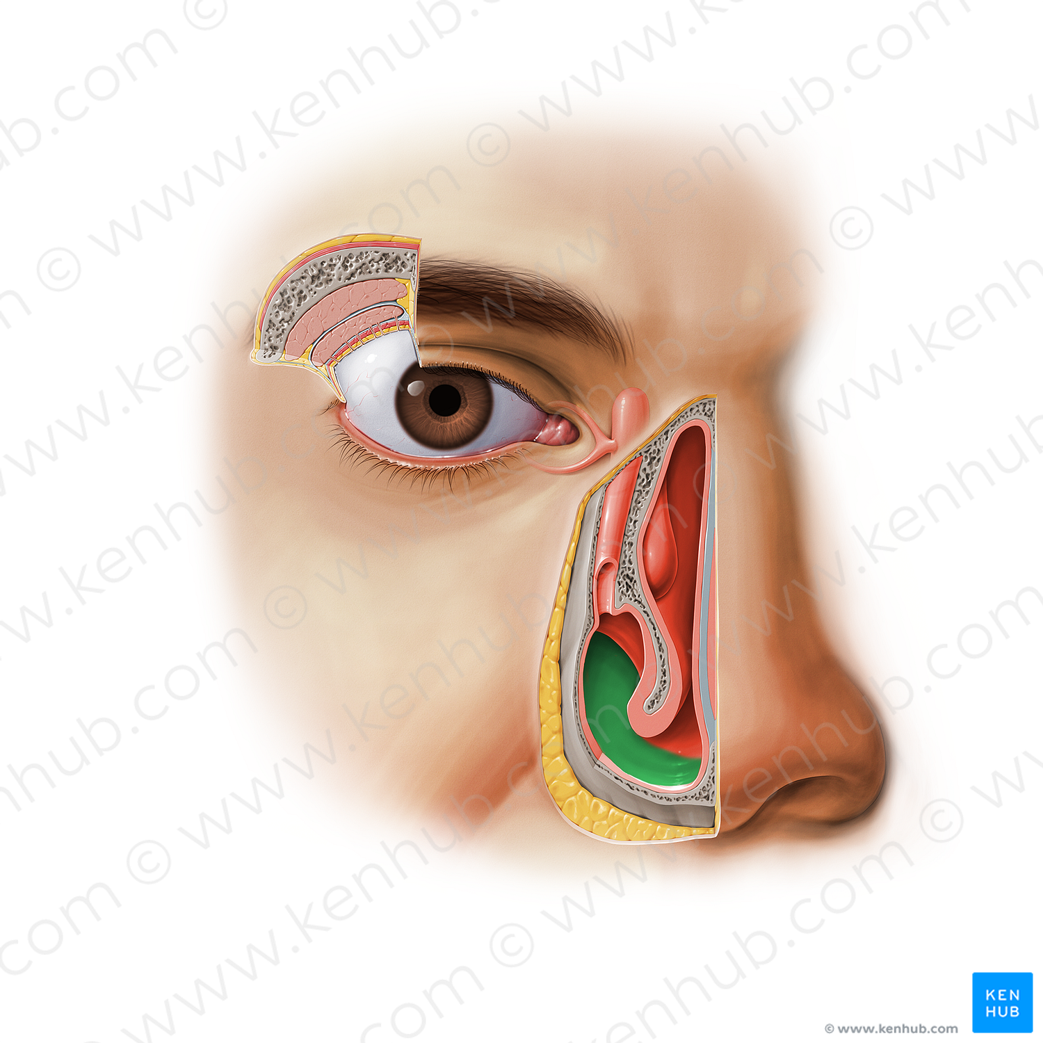 Inferior nasal meatus (#11606)