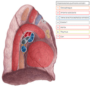 Impressions of left lung (Latin)