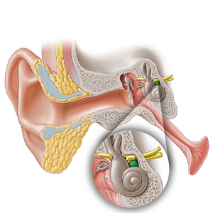 Cochlear nerve (#6357)