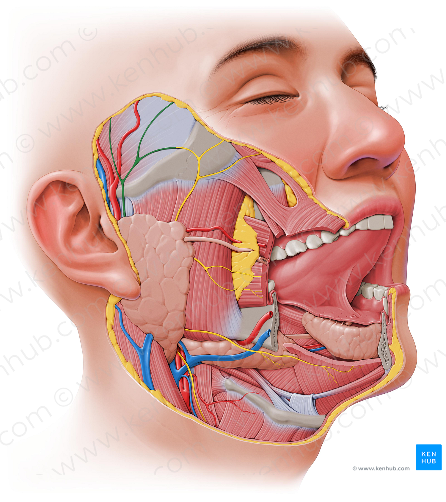 Temporal branches of facial nerve (#8574)