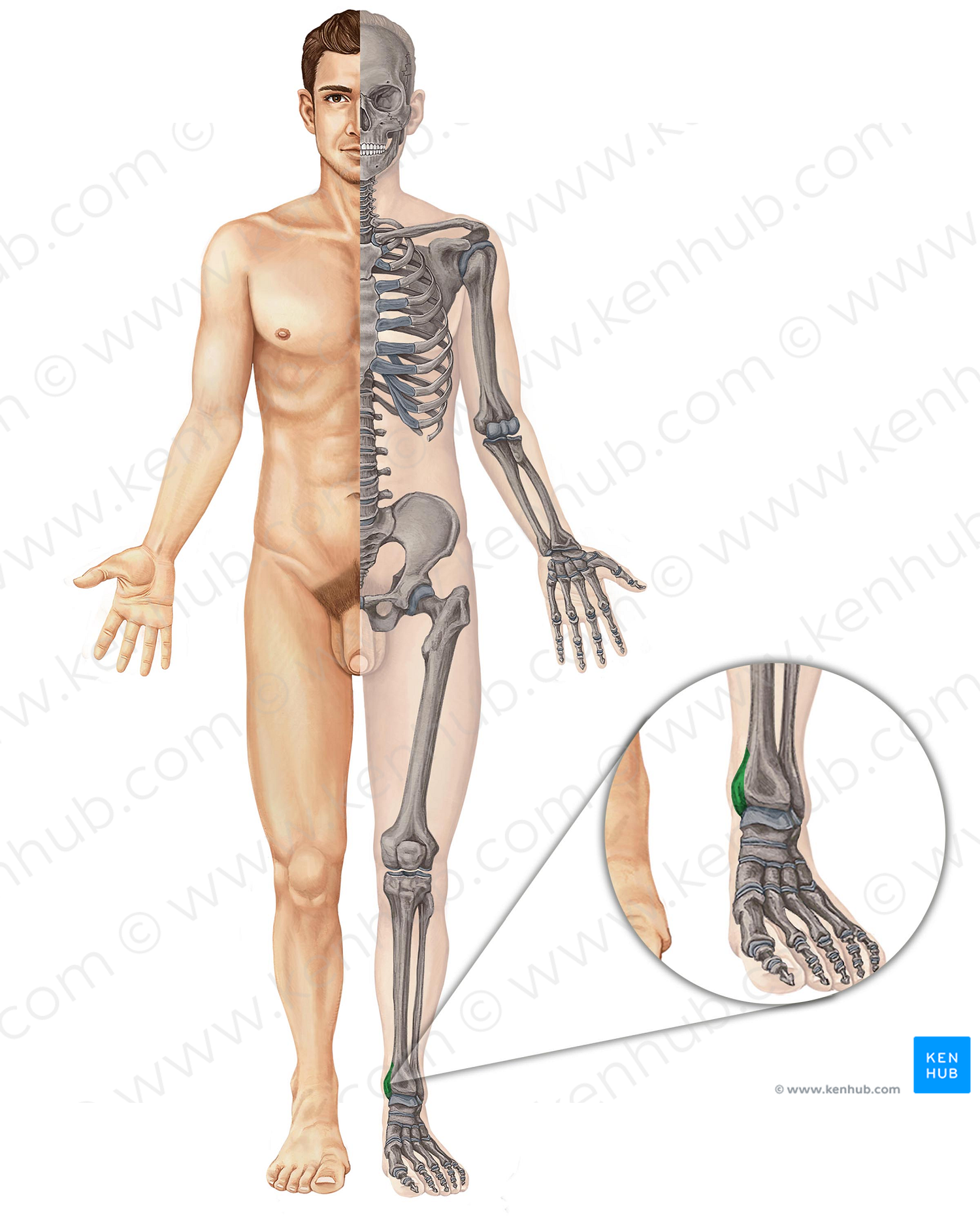 Medial malleolus of tibia (#4896)