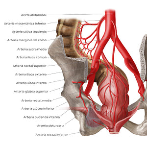 Arteries of the rectum (Spanish)