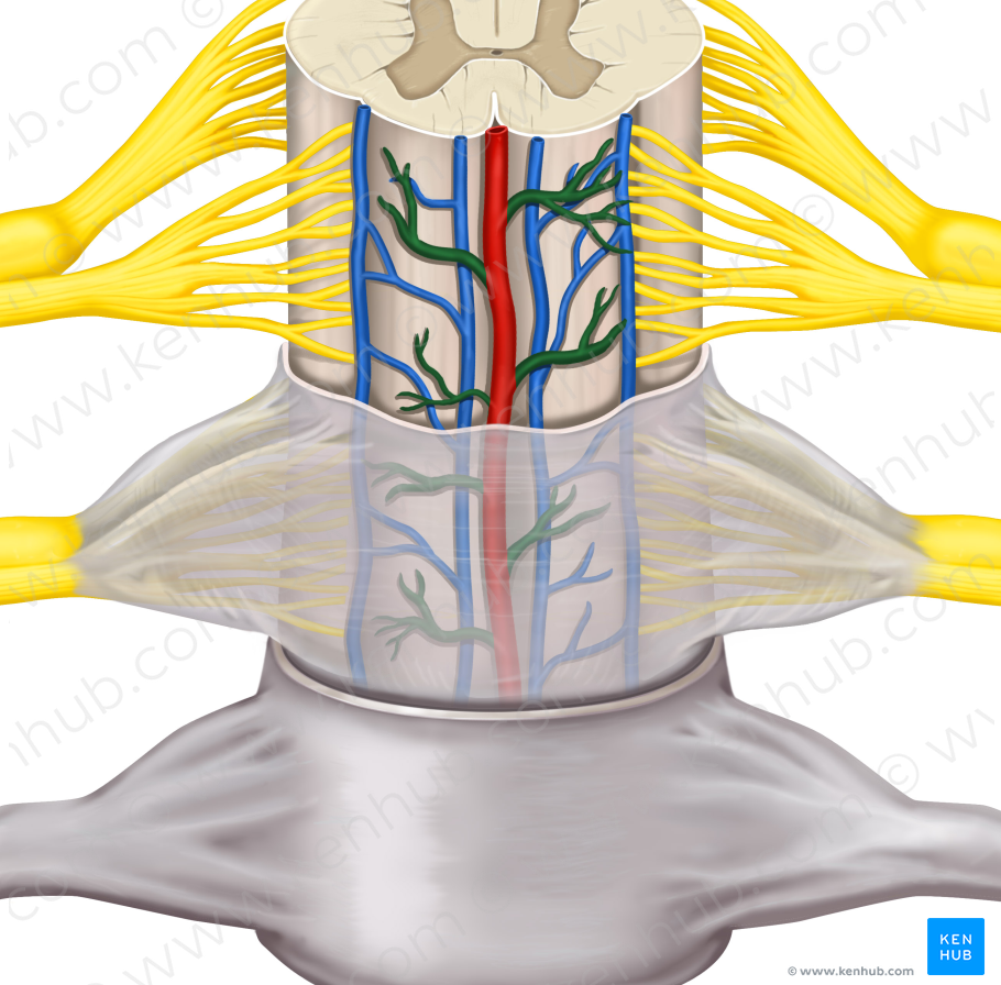 Vascular plexus of pia mater (#8054)