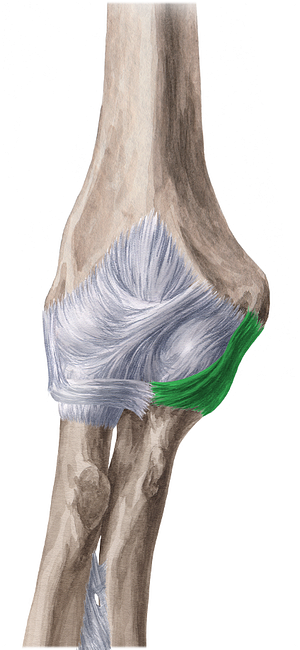 Ulnar collateral ligament of elbow joint (#4499)