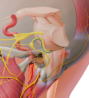 Sensory root of facial nerve (#6490)