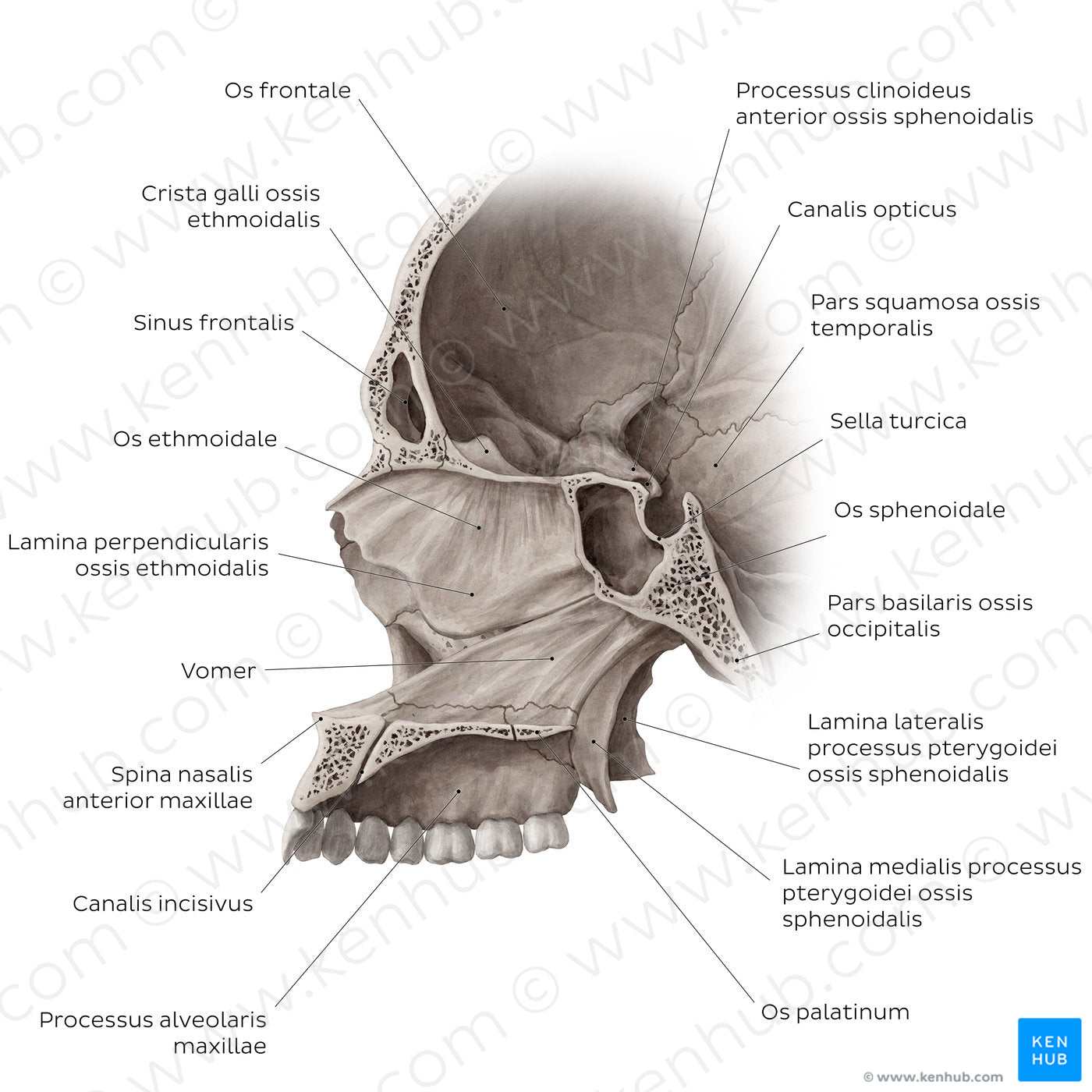 Midsagittal skull (with septum) (Latin)
