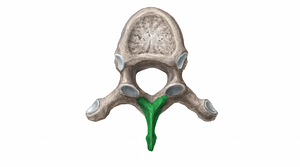 Spinous process of vertebra (#11386)