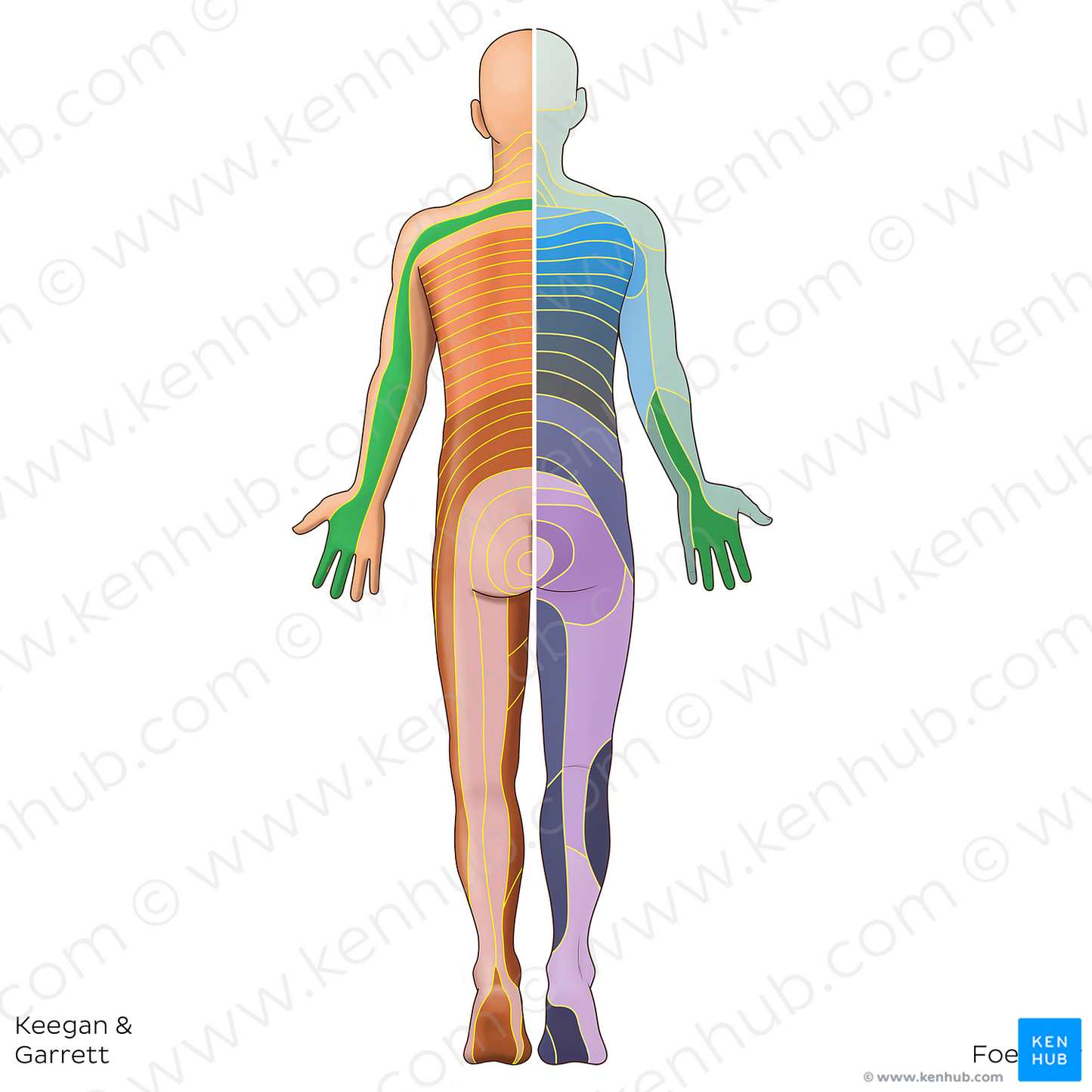 C7 dermatome (#20809)