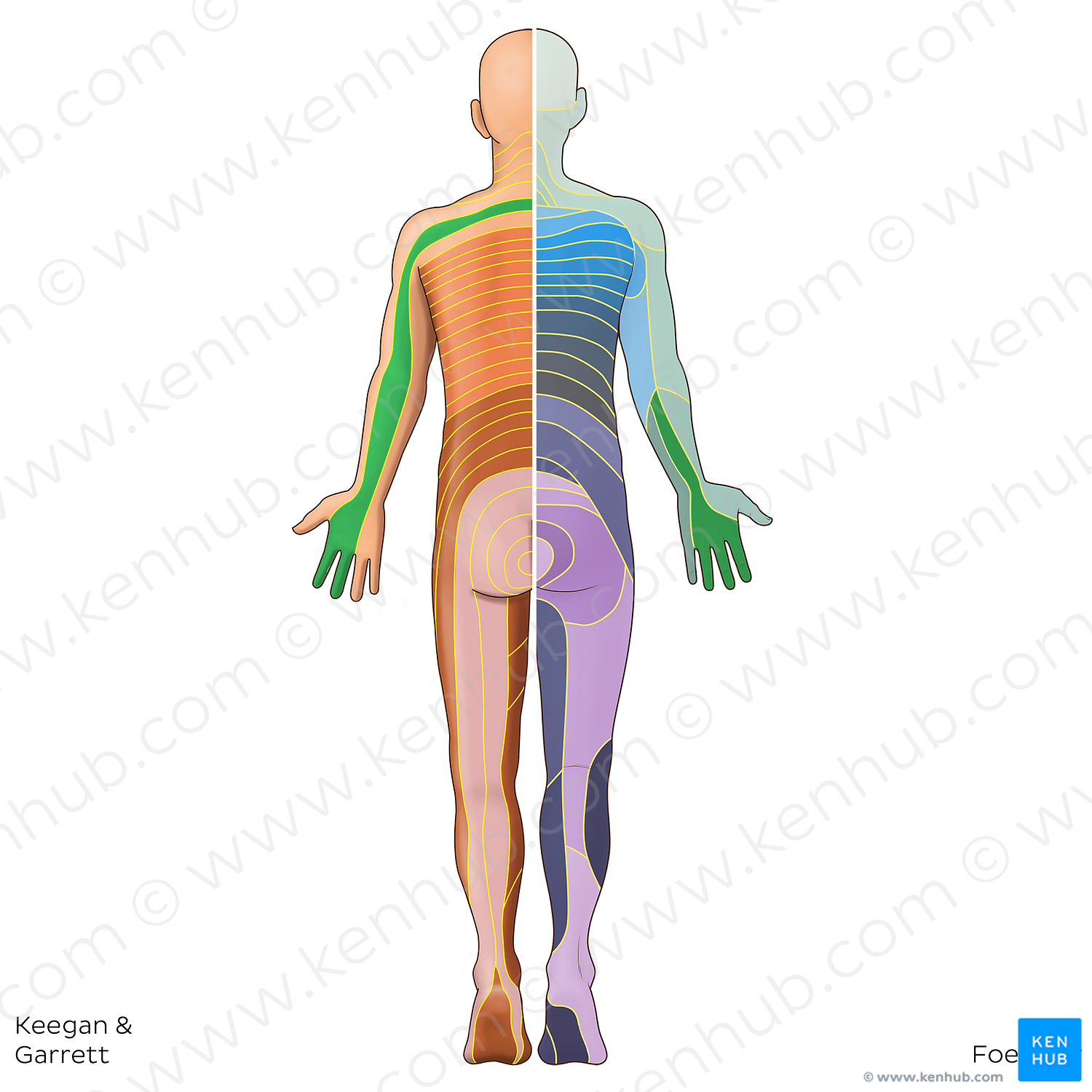 C7 dermatome (#20809)