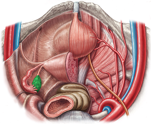 Ovary (#7582)