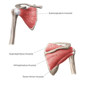 Rotator cuff - anterior and posteror views (English)