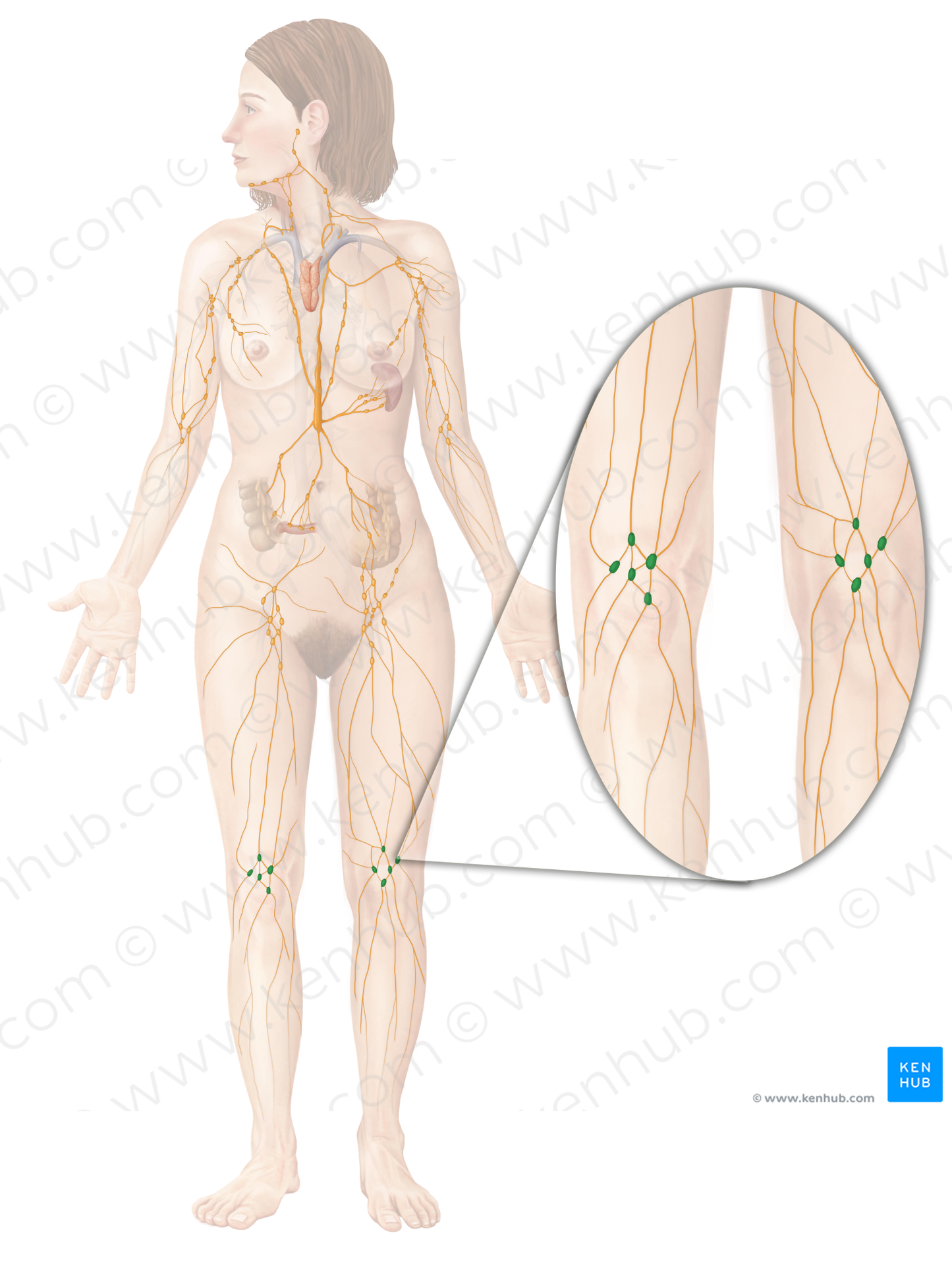 Popliteal lymph nodes (#14439)