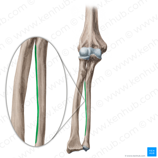 Interosseous border of ulna (#21342)