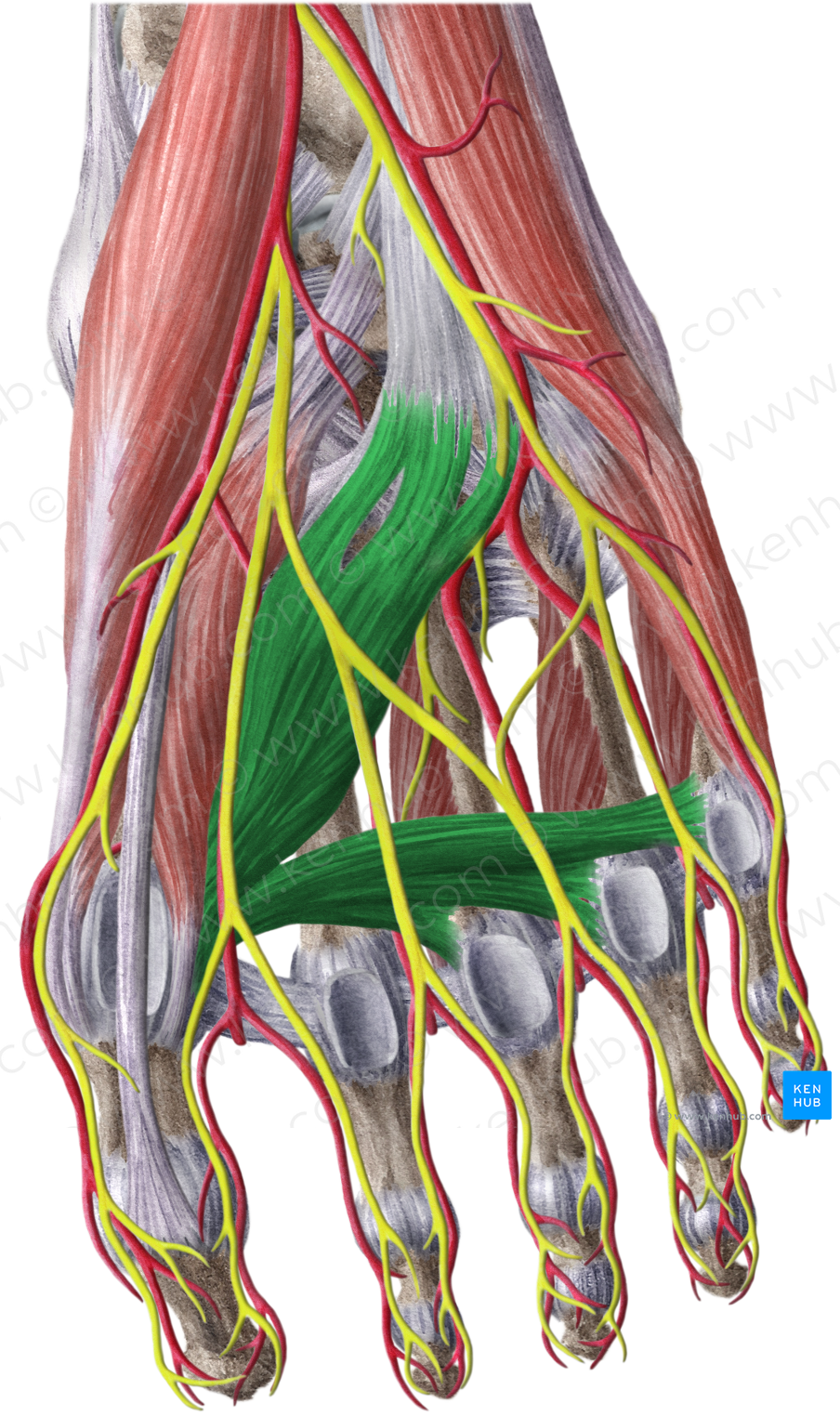Adductor hallucis muscle (#5181)