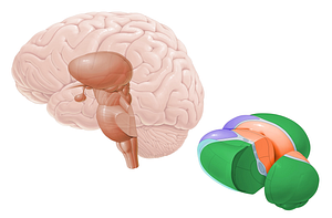 Lateral nuclei of thalamus (#7151)