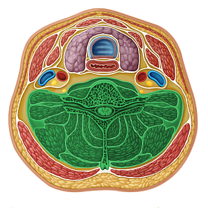 Vertebral compartment (#16316)