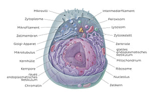 Eukaryotic cell (German)