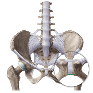 Inferior pubic ligament (#21498)