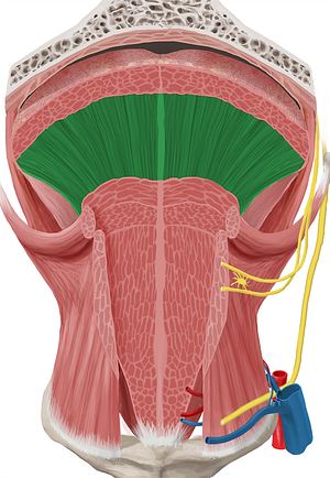 Vertical muscle of tongue (#6180)