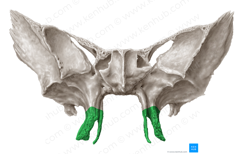 Pterygoid process of sphenoid bone (#8244) – Kenhub Image License Store