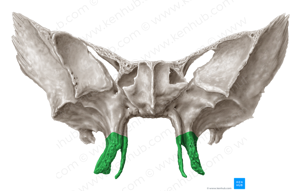 Pterygoid process of sphenoid bone (#8244)