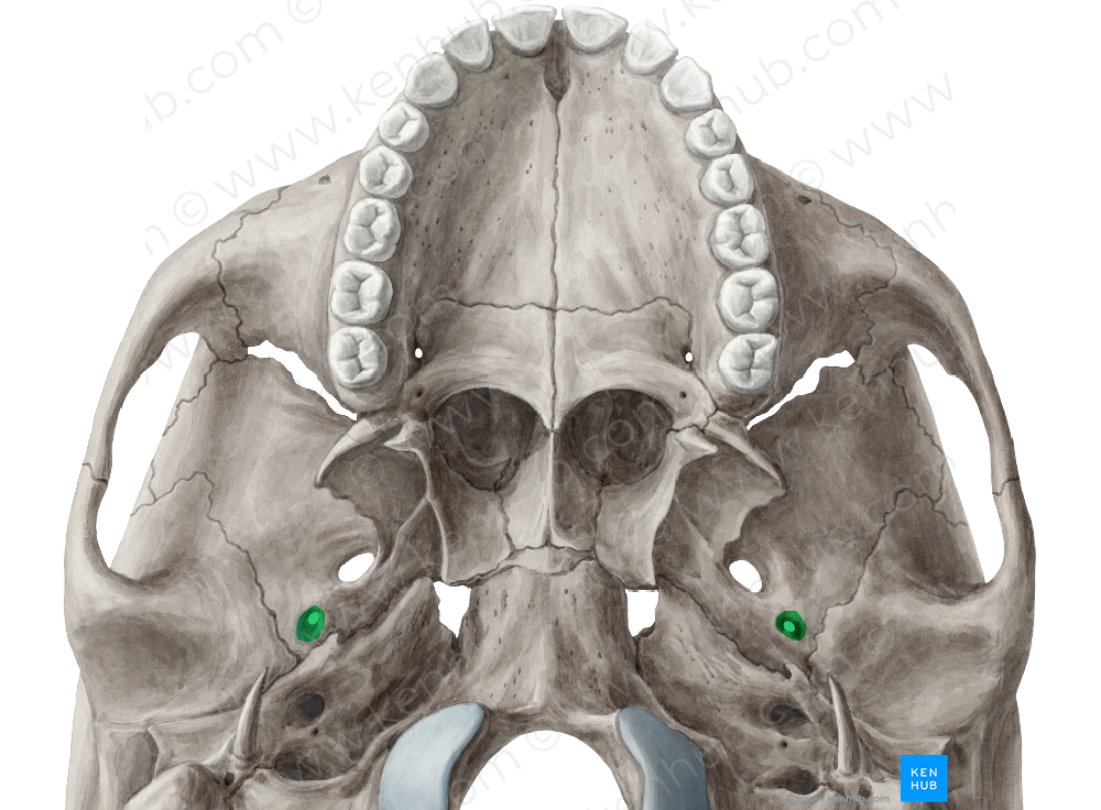 Foramen spinosum (#3804)