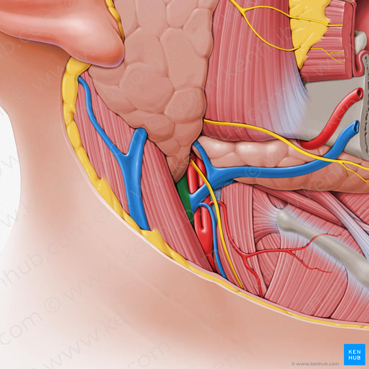 Internal jugular vein (#10352)