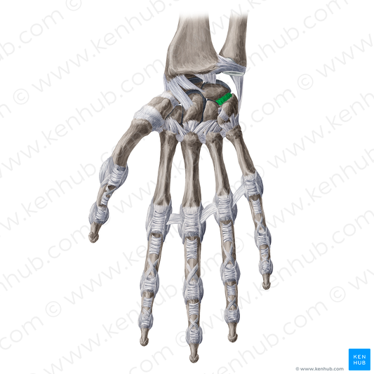 Palmar lunotriquetral ligament (#20255)