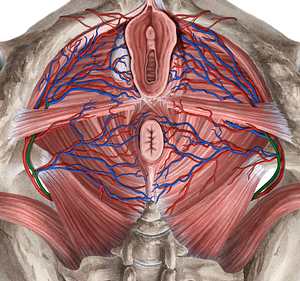 Internal pudendal vein (#10499)