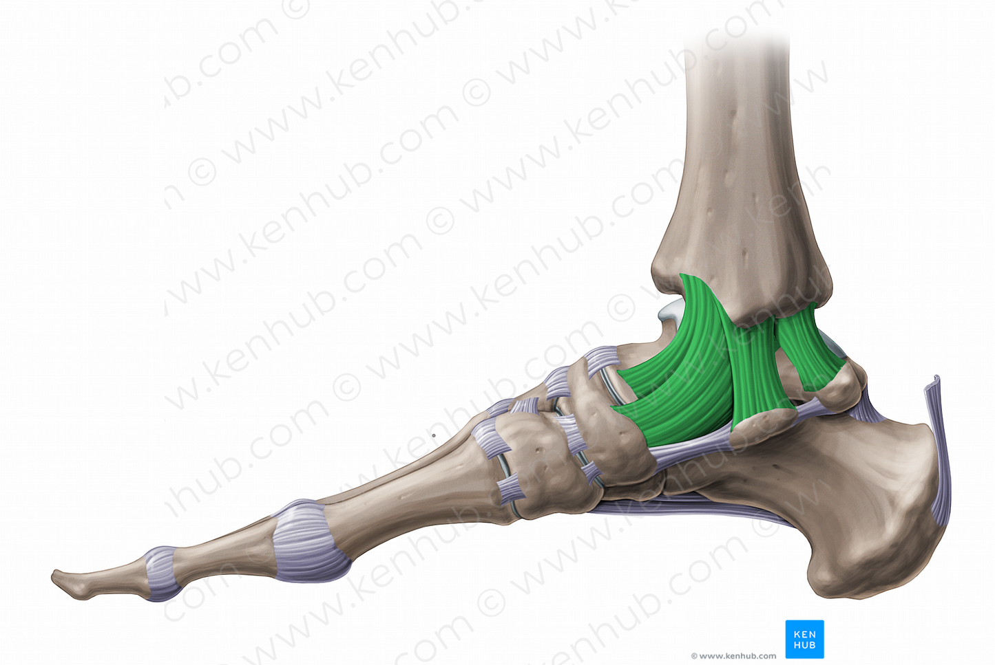Medial collateral ligament of ankle joint (#11598)