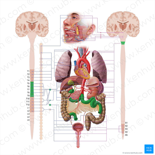 Small intestine (#18584)