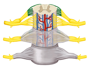 Rootlets of posterior root (#3642)