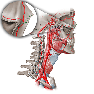 Lateral nasal branch of facial artery (#552)