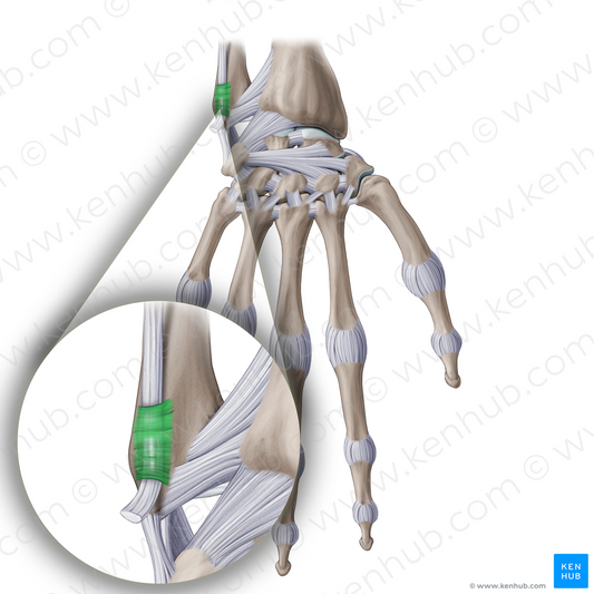 Tendon sheath of extensor carpi ulnaris muscle (#20958)