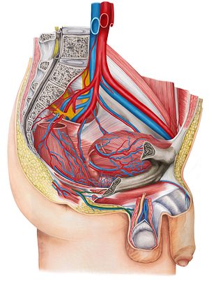 Internal pudendal artery (#1667)