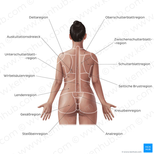 Regions of the back and buttocks (German)