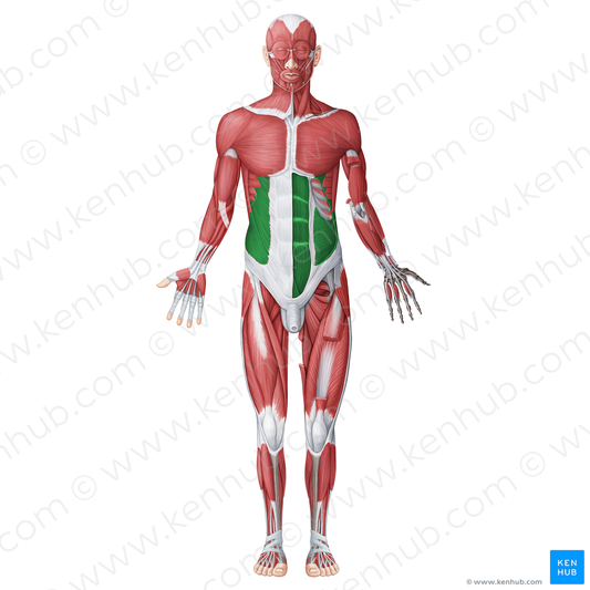Anterolateral abdominal muscles (#20047)